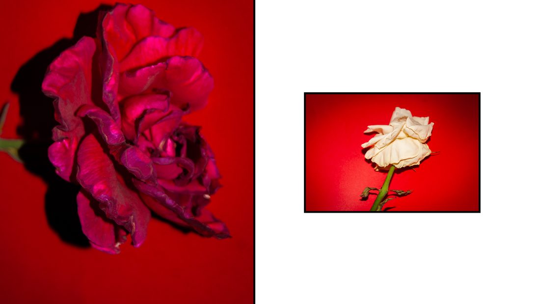 Guapa y Eterna, rosa marchita y rosa blanca